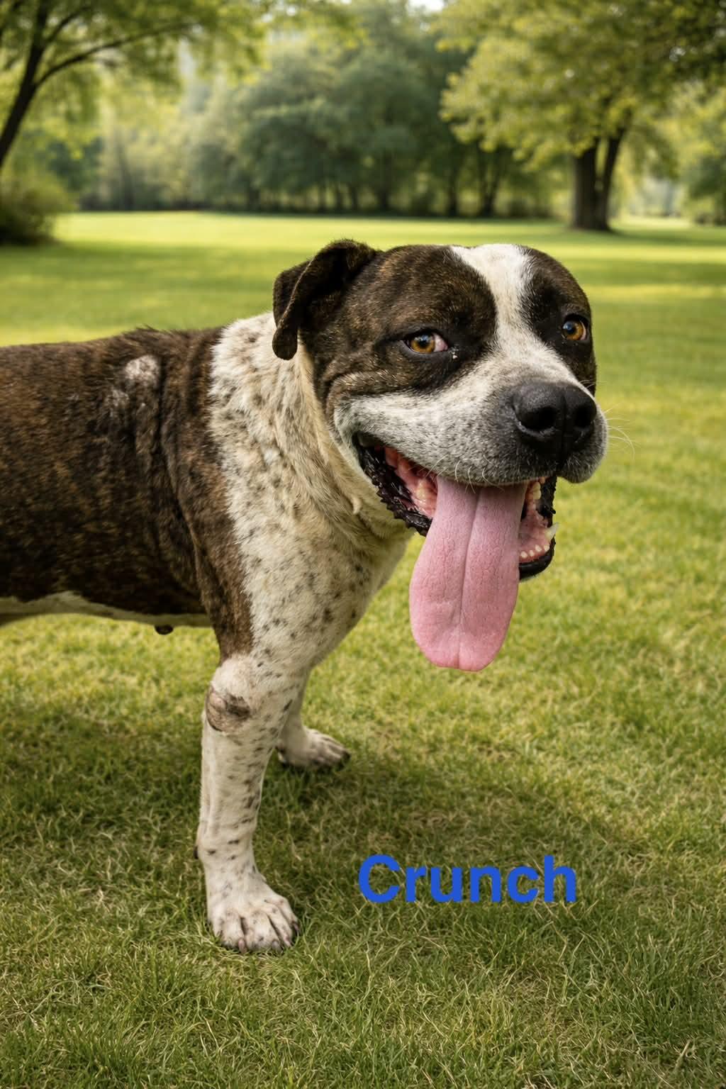 Enlarge Crunch, a ADOPTABLE mixed breed in Truth or Consequences , NM image 1/1