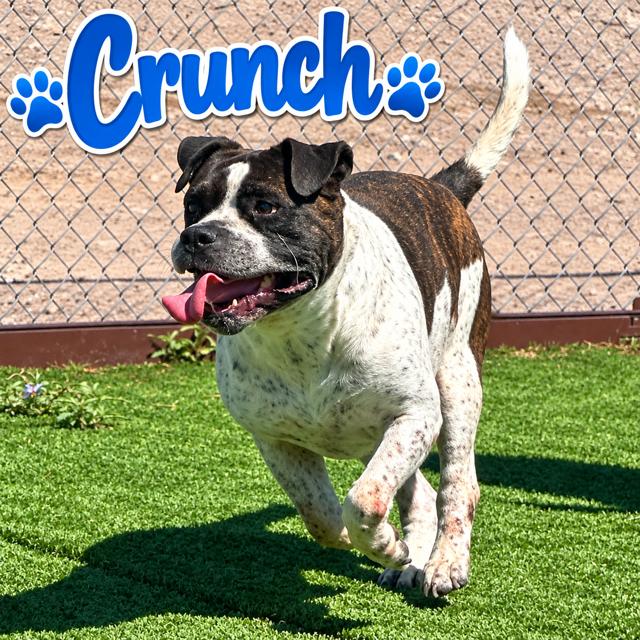 Crunch, Adoptable, Adult Male Bullmastiff.