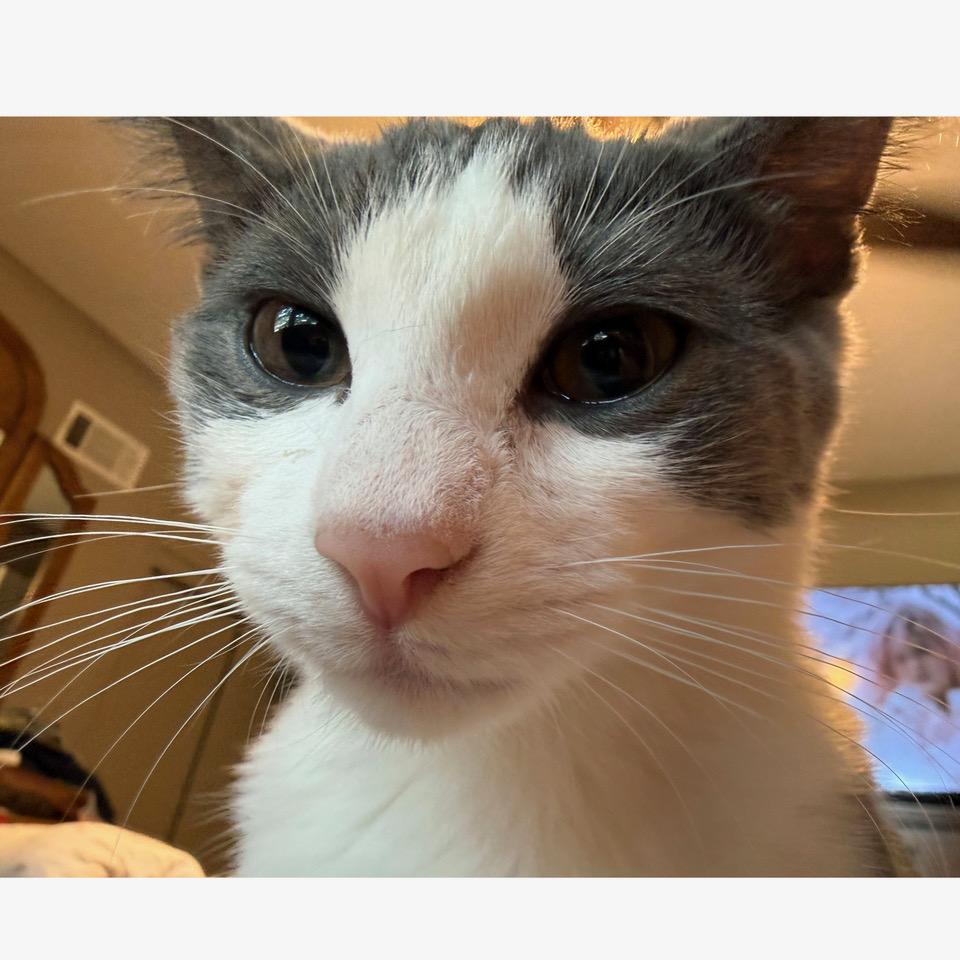 Enlarge Sherbet, a Adopted mixed breed in Tulsa, OK image 6/6