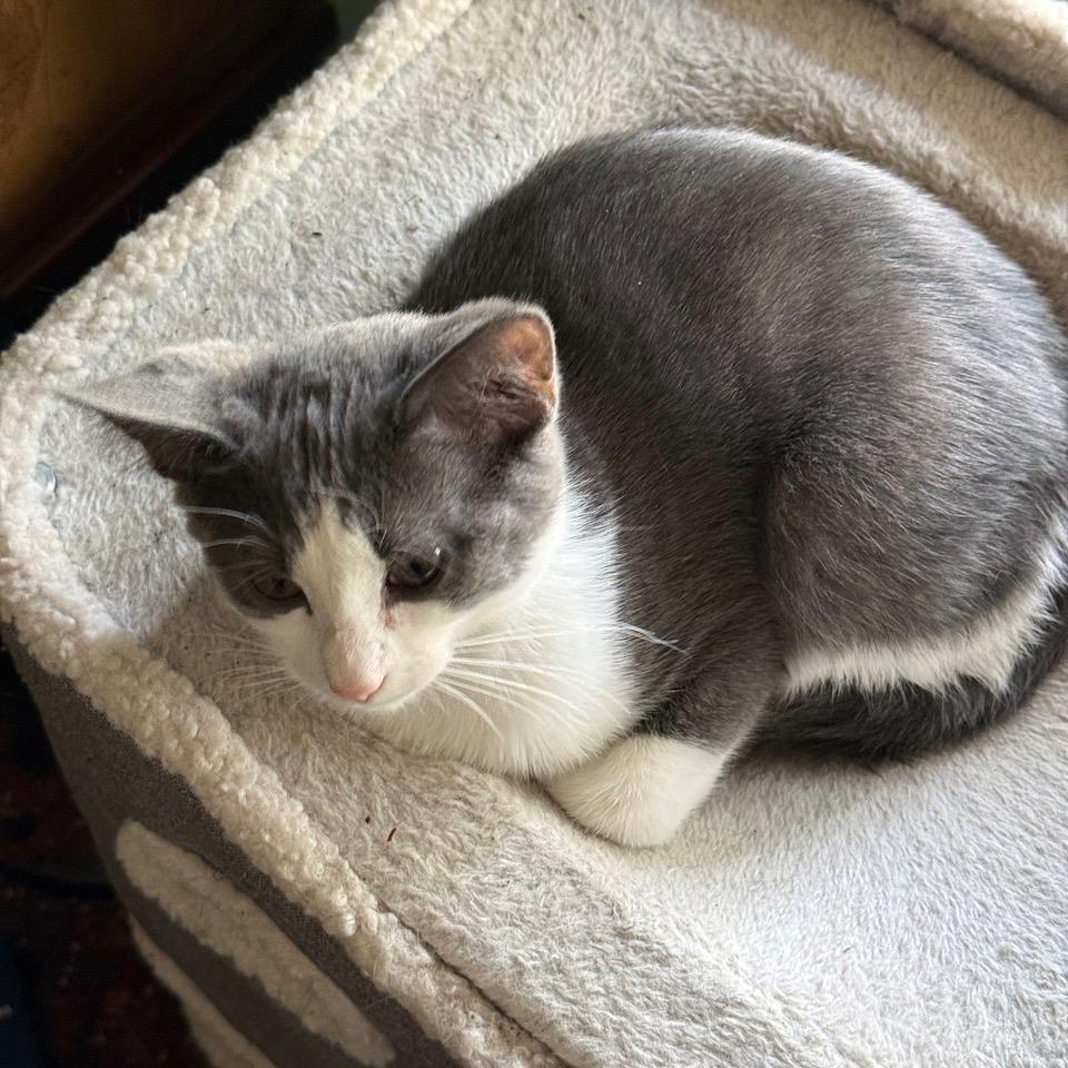 Enlarge Sherbet, a Adopted mixed breed in Tulsa, OK image 4/6