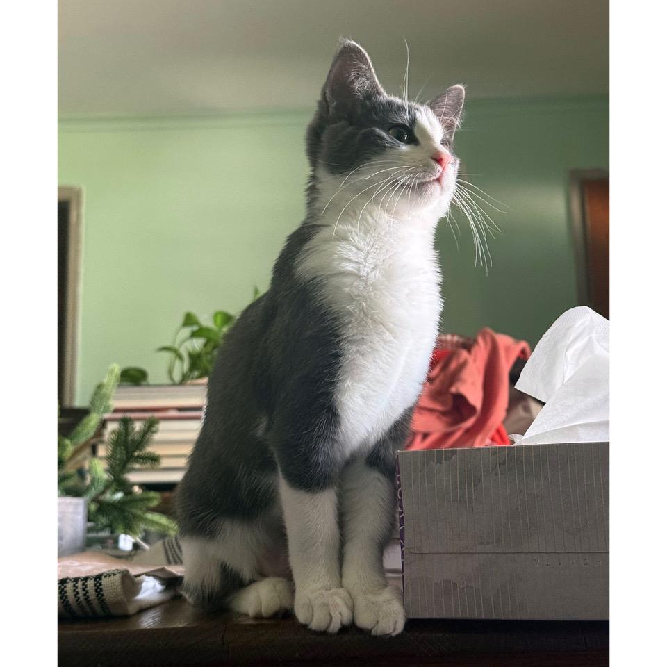 Enlarge Sherbet, a Adopted mixed breed in Tulsa, OK image 1/6