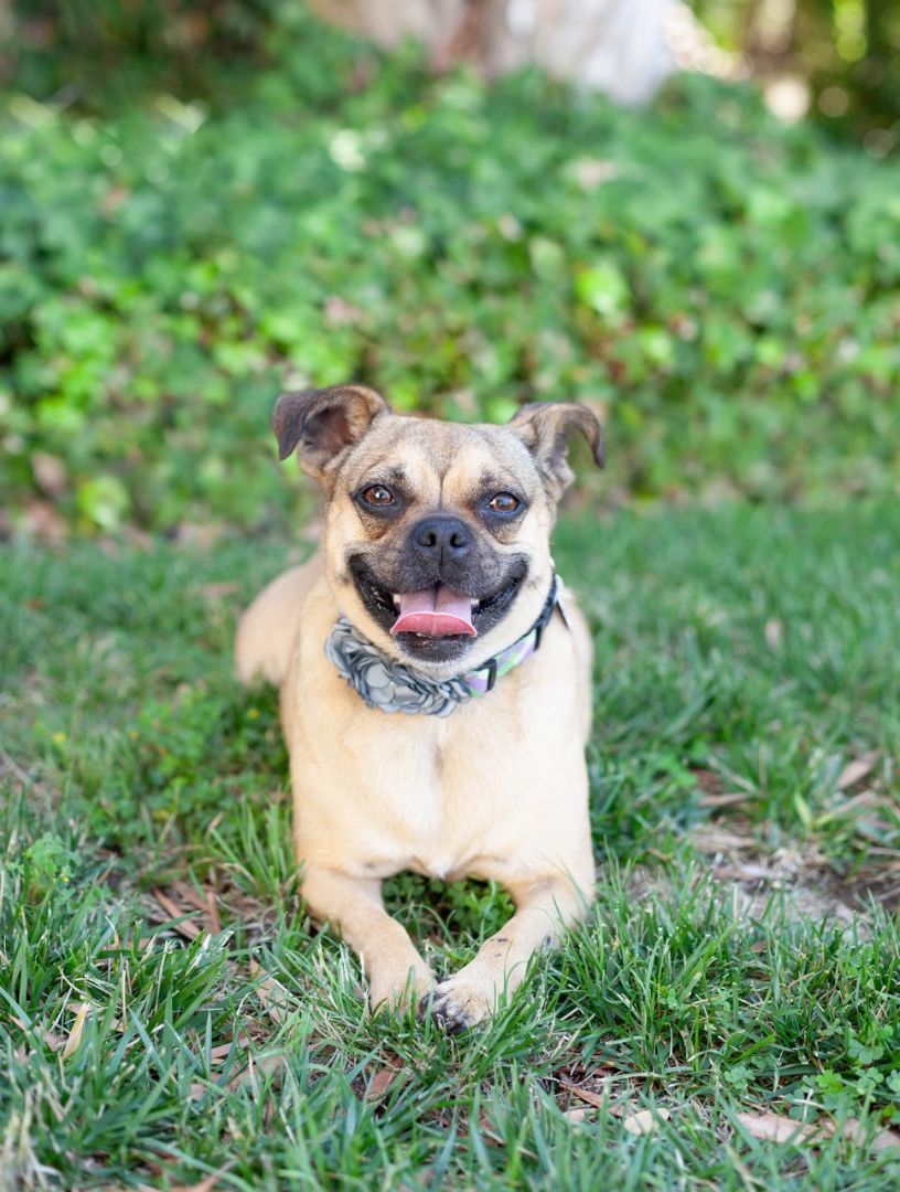 Maybel, Adopted, Adult Female Pug.