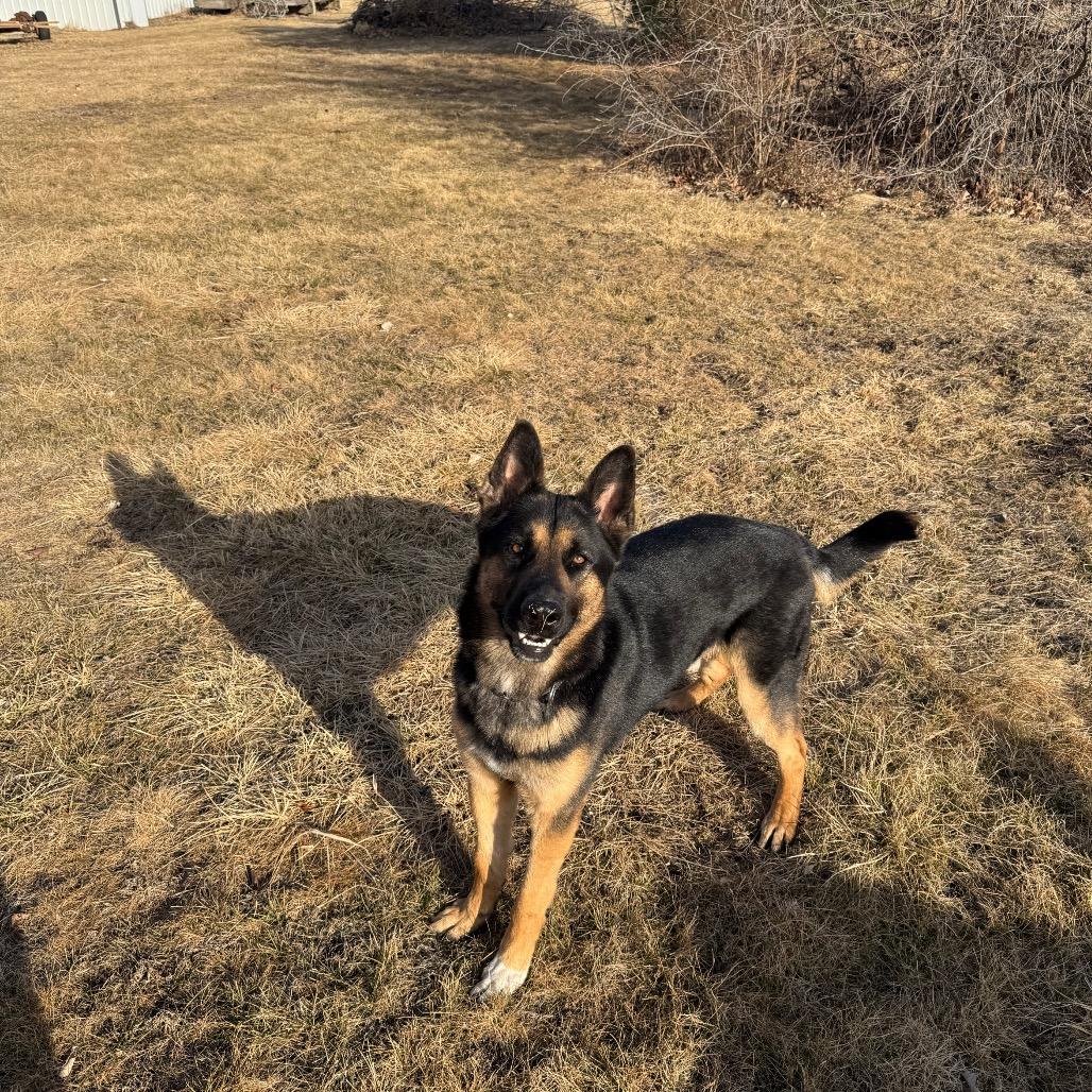 Gus, a Adoptable German Shepherd Dog in Cartersville, GA image 2/4
