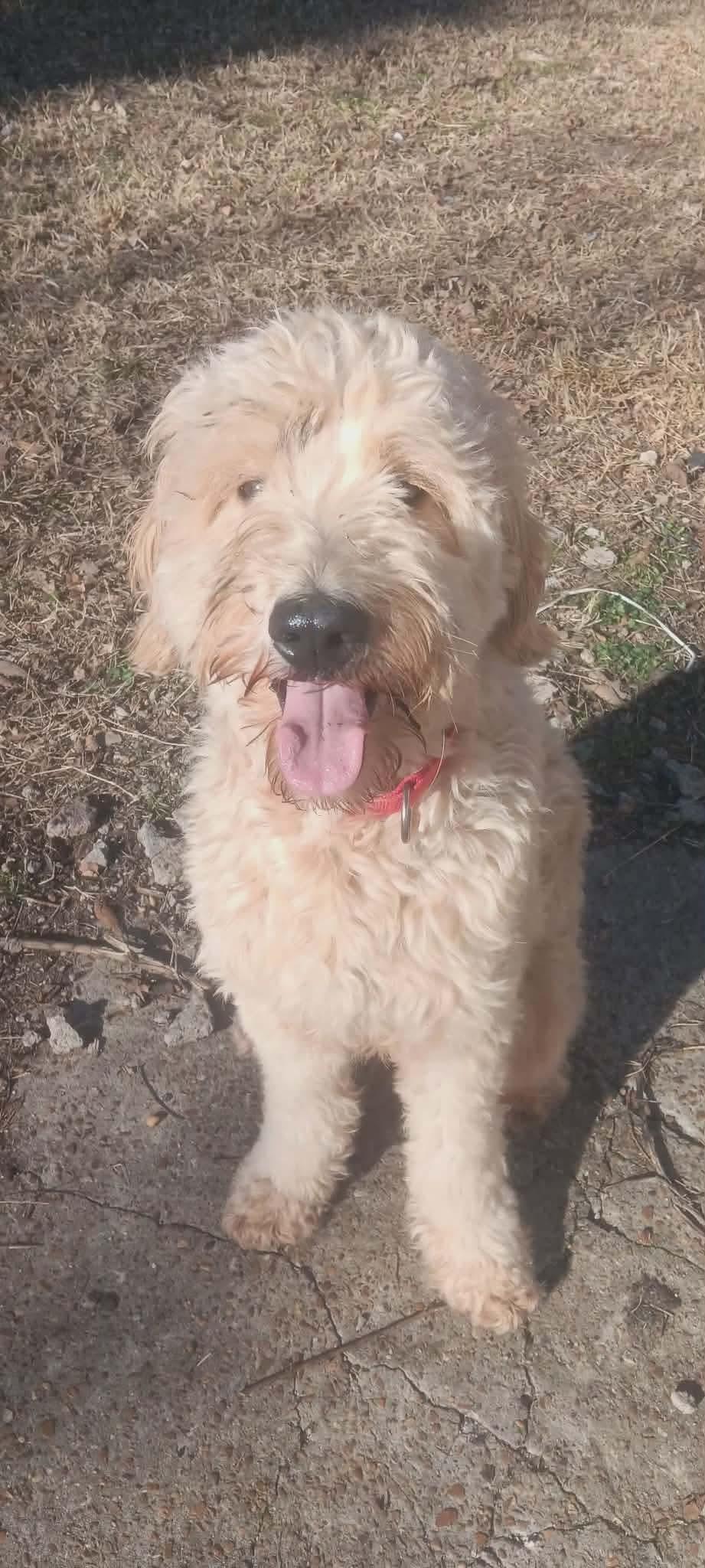 Ava, ADOPTABLE, Young Female Goldendoodle.