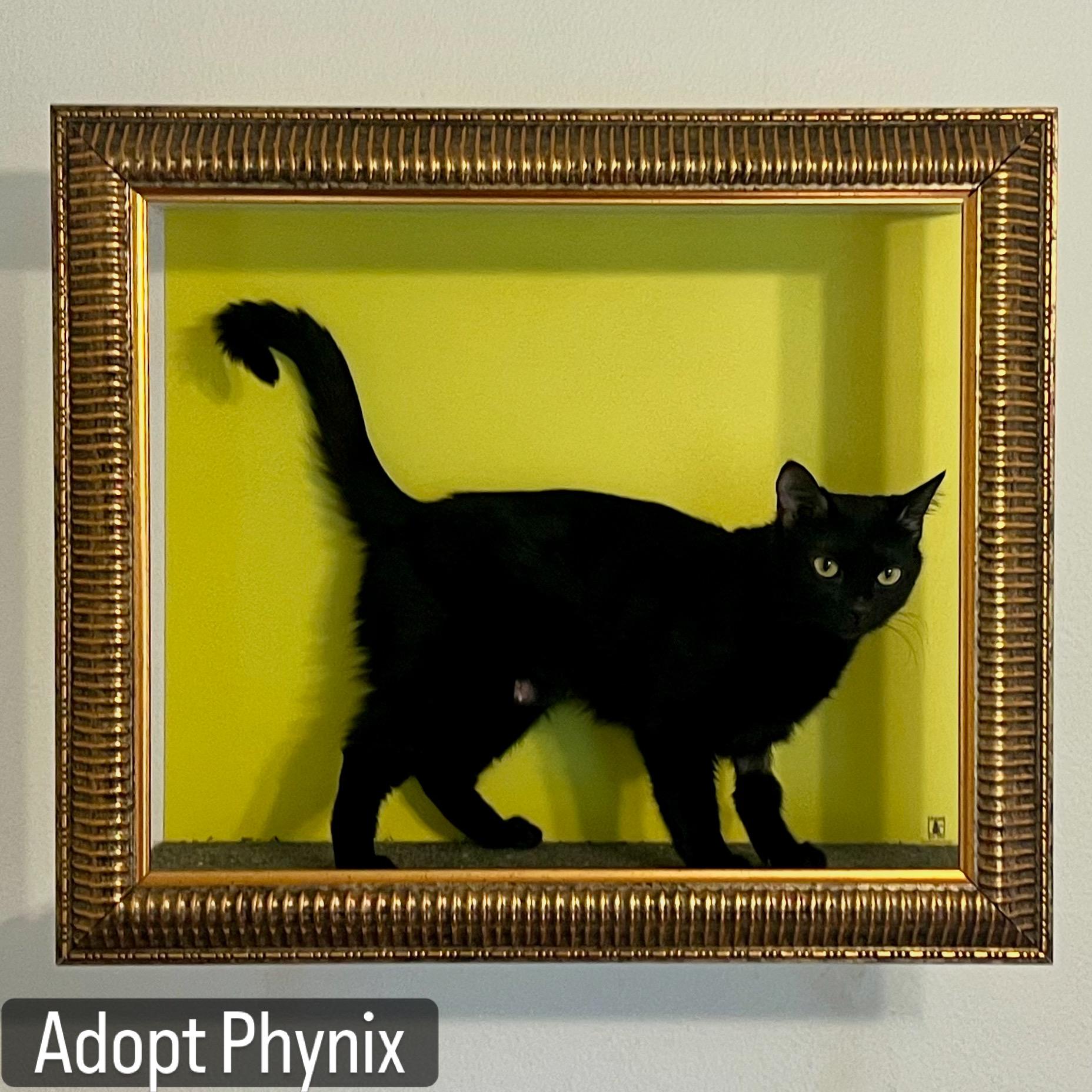 Phynix, ADOPTABLE, Young Female Bombay.
