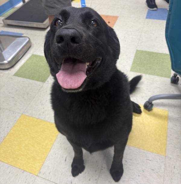 Enlarge Henley, a Adoptable mixed breed in Sioux City, IA image 1/1