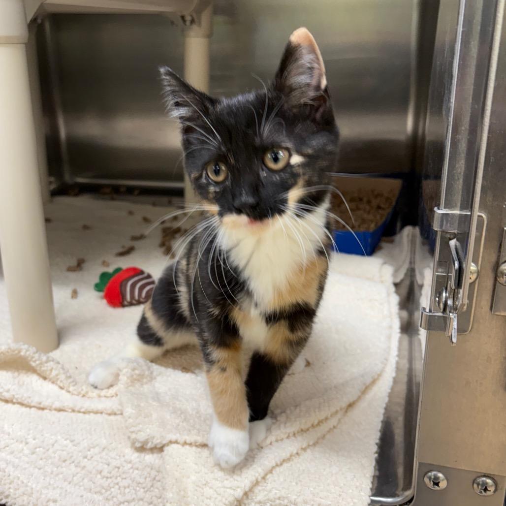 Lacey, a Adoptable Domestic Short Hair in Springfield, IL image 1/2