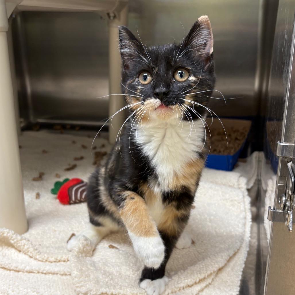 Lacey, a Adoptable Domestic Short Hair in Springfield, IL image 2/2