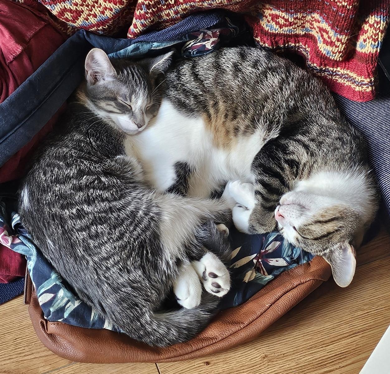 Bella and Charlie photo 3