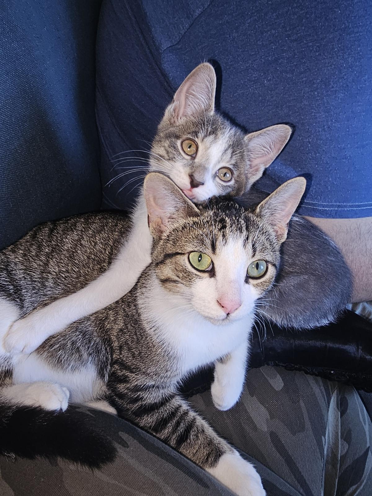 Bella and Charlie photo 4