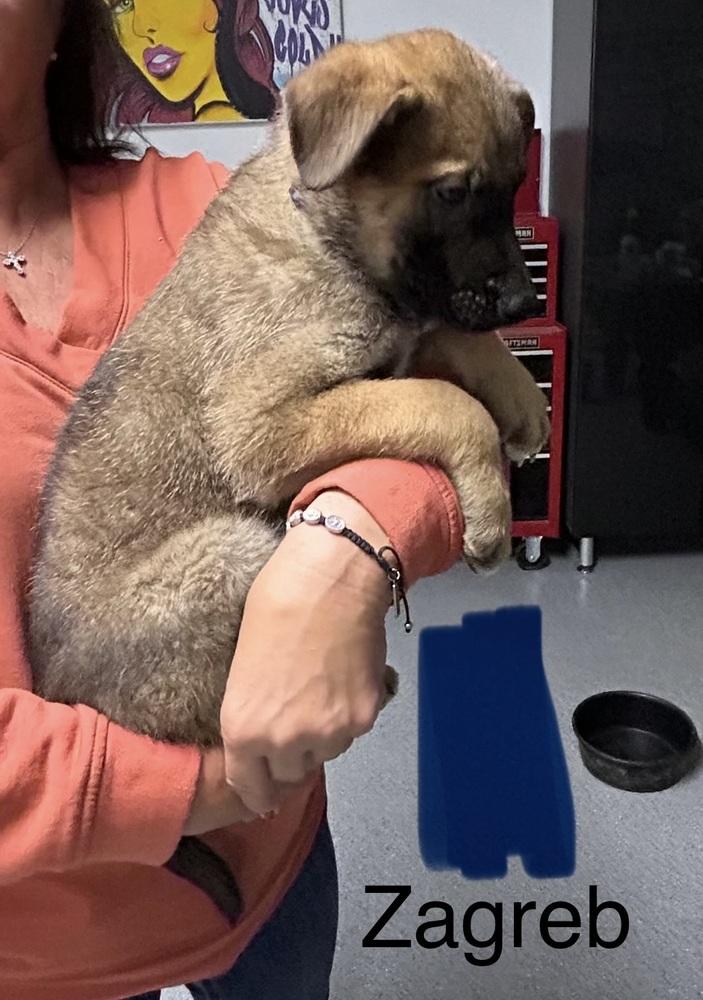 Worldwide Woofs Litter - Zagreb located in Arizona