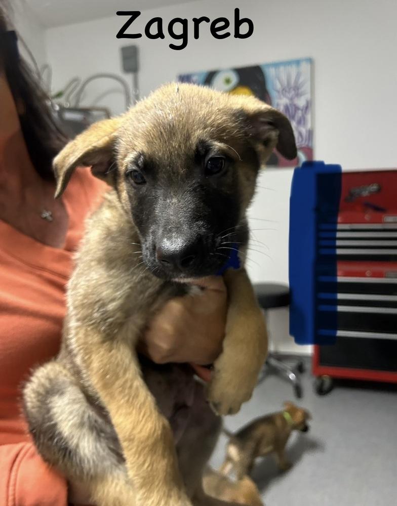 Worldwide Woofs Litter - Zagreb located in Arizona — thumbnail 4