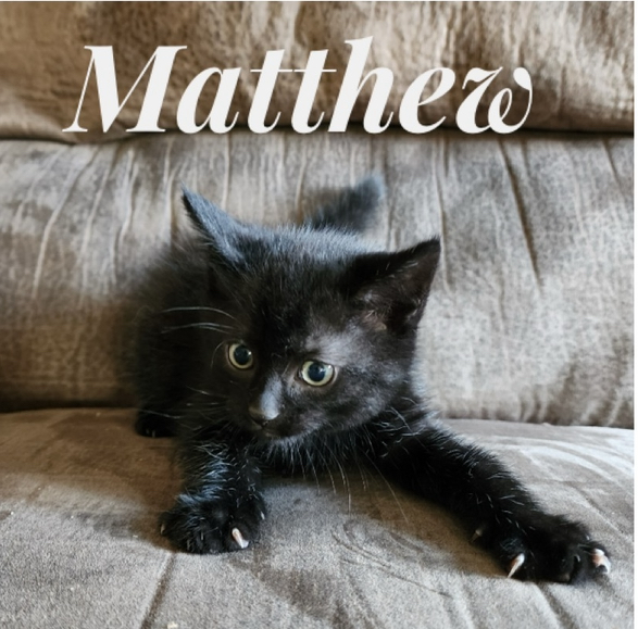 Matthew, an adoptable Domestic Short Hair in Seminole, OK, 74818 | Photo Image 1
