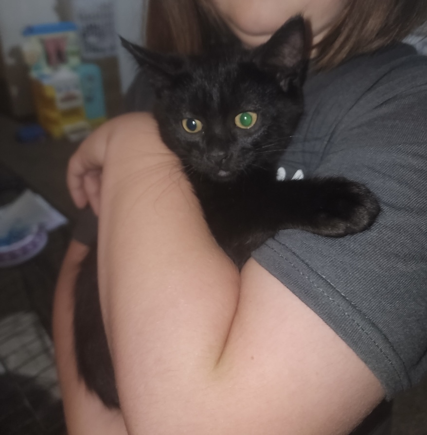 Matthew, an adoptable Domestic Short Hair in Seminole, OK, 74818 | Photo Image 2