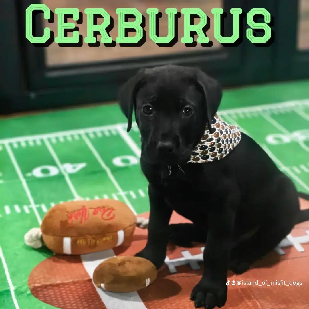 Enlarge Cerberus, an adopted mixed breed in CLARKSVILLE, TN image 1/1