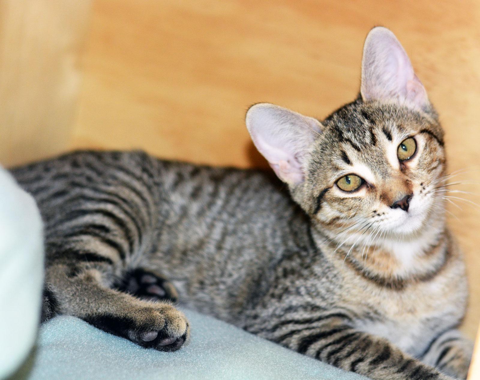 Enlarge RUBY, an adoptable Tabby in San Clemente, CA image 1/1