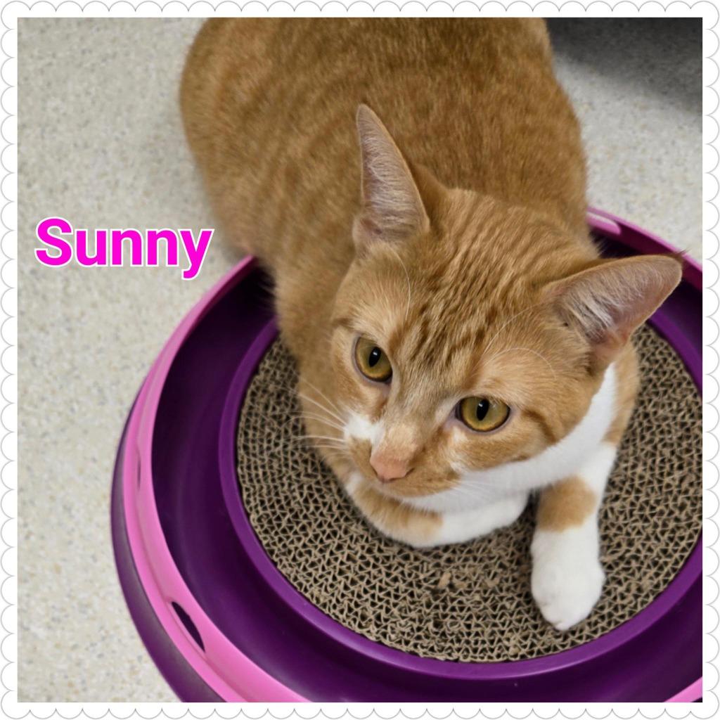 Enlarge Sunny, a Adoptable mixed breed in North Saint Paul, MN image 1/6