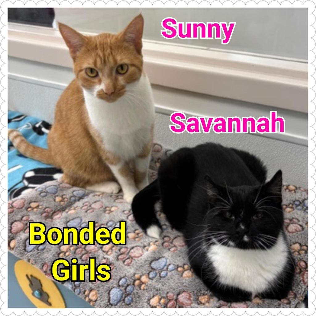 Sunny, Adoptable, Young Female Domestic Short Hair.