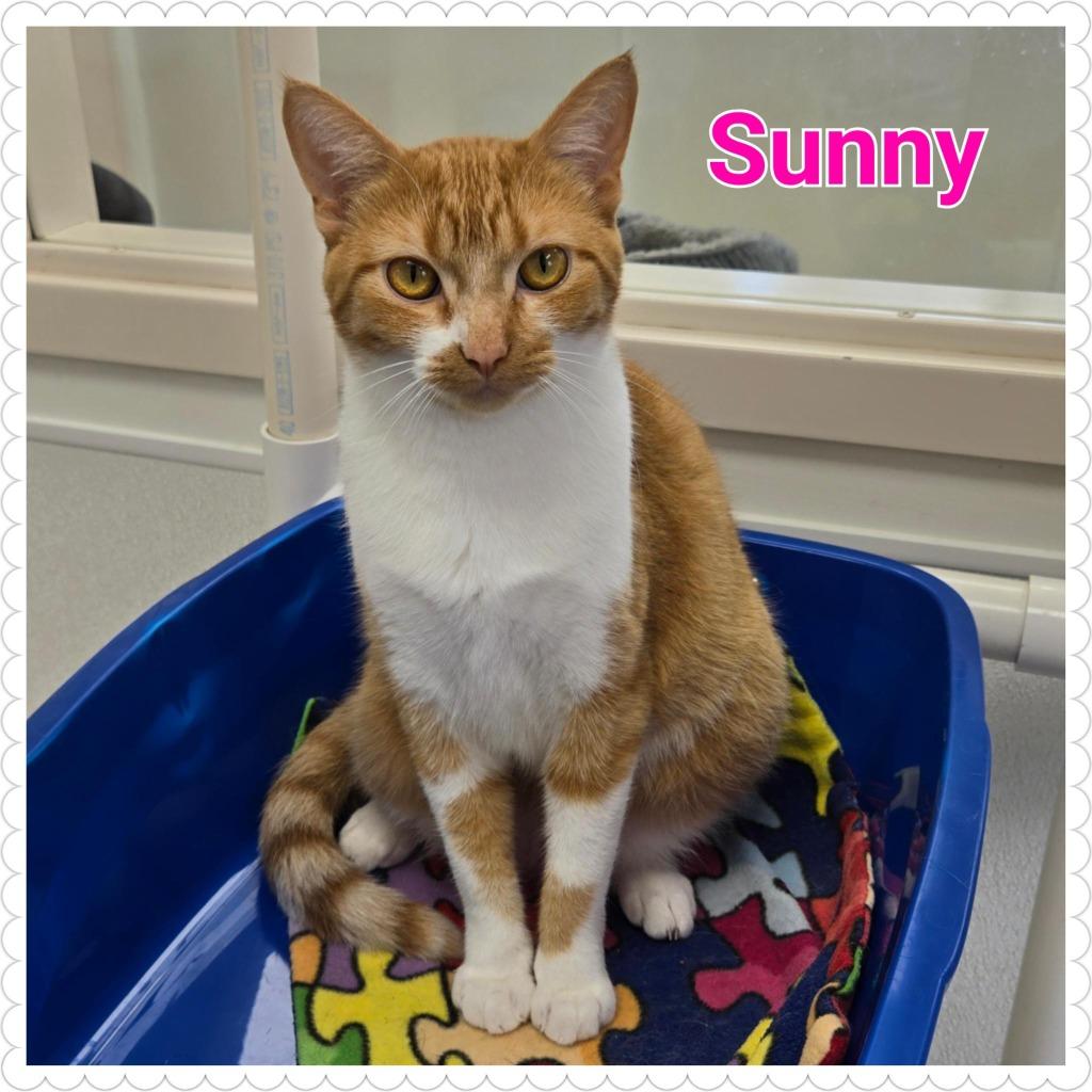 Enlarge Sunny, a Adoptable mixed breed in North Saint Paul, MN image 3/6