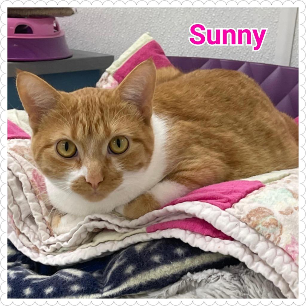 Enlarge Sunny, a Adoptable mixed breed in North Saint Paul, MN image 4/6