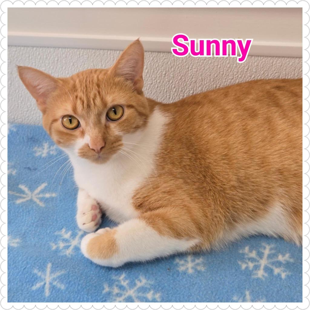 Enlarge Sunny, a Adoptable mixed breed in North Saint Paul, MN image 6/6