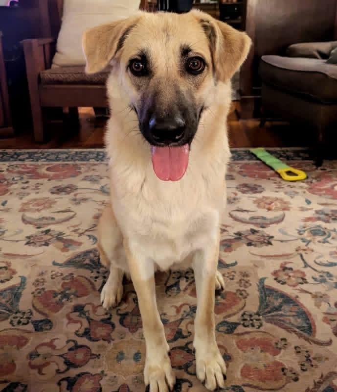 Enlarge Sable, a Adoptable mixed breed in Irwin, PA image 4/6