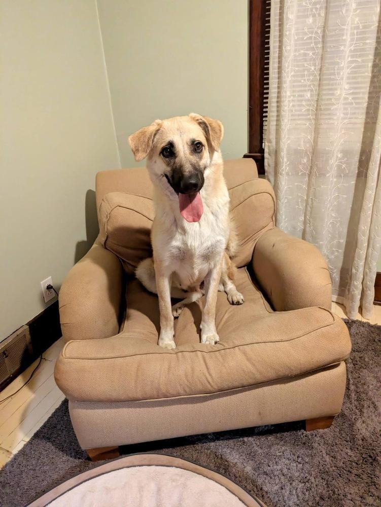 Enlarge Sable, a Adoptable mixed breed in Irwin, PA image 6/6