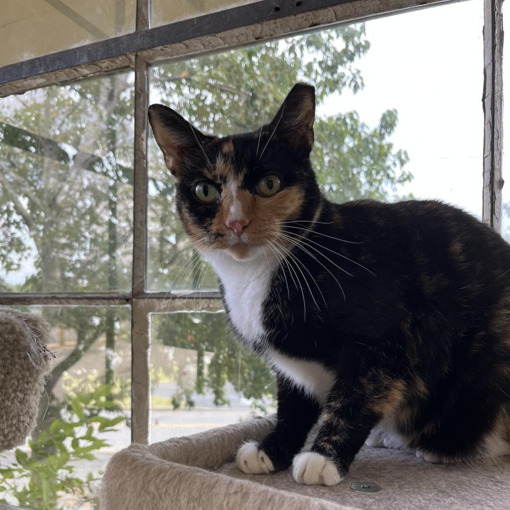 Destiny, Adoptable, Adult Female Domestic Short Hair.
