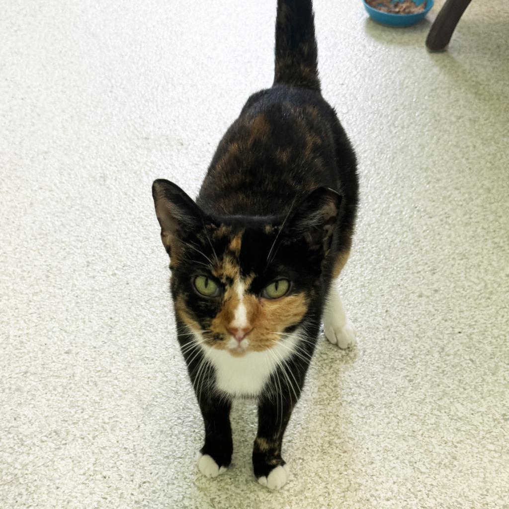 Destiny, a Adoptable Domestic Short Hair in Mount Juliet, TN image 2/2