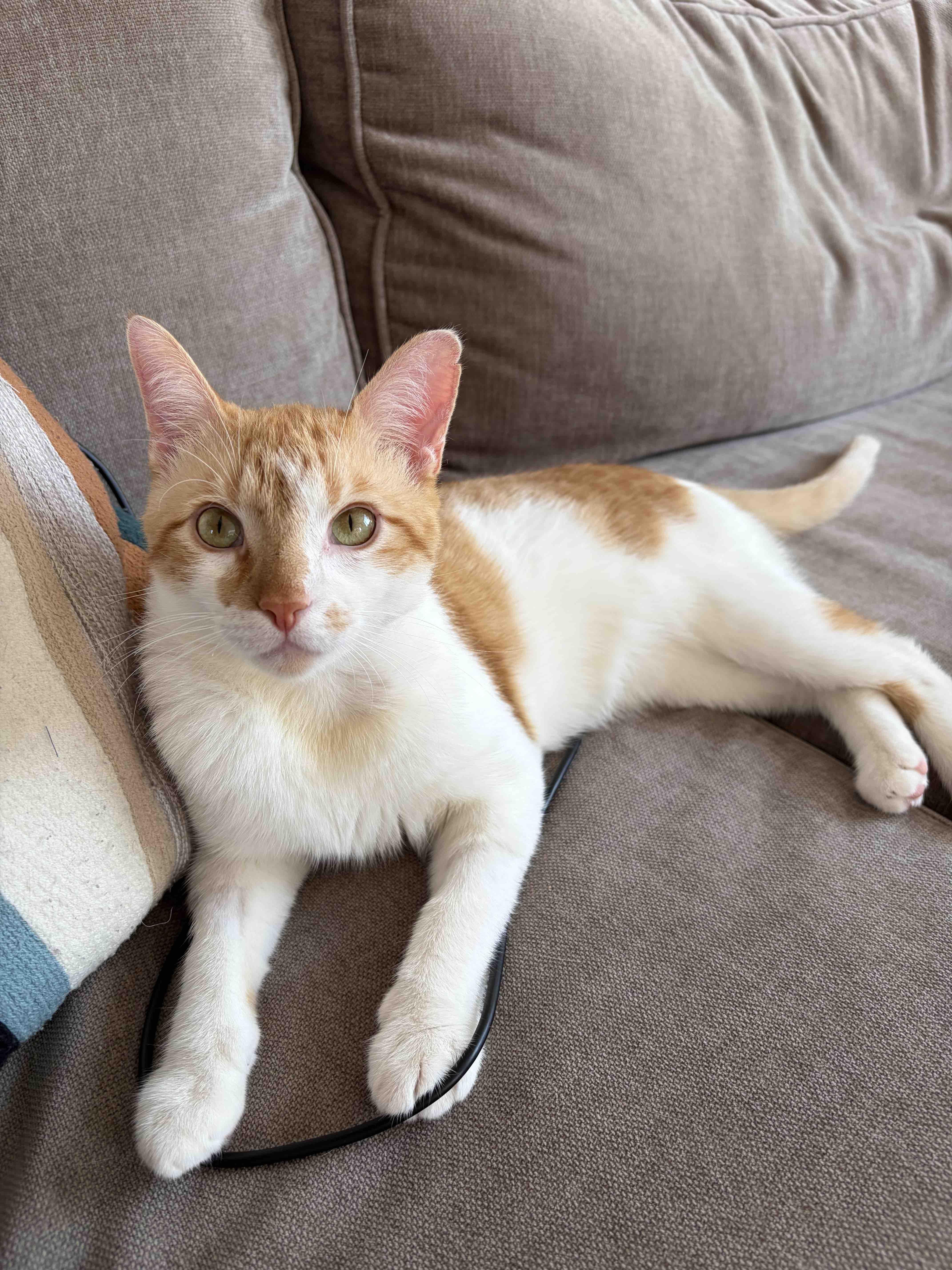 Julius, ADOPTABLE, Young Male Domestic Short Hair.
