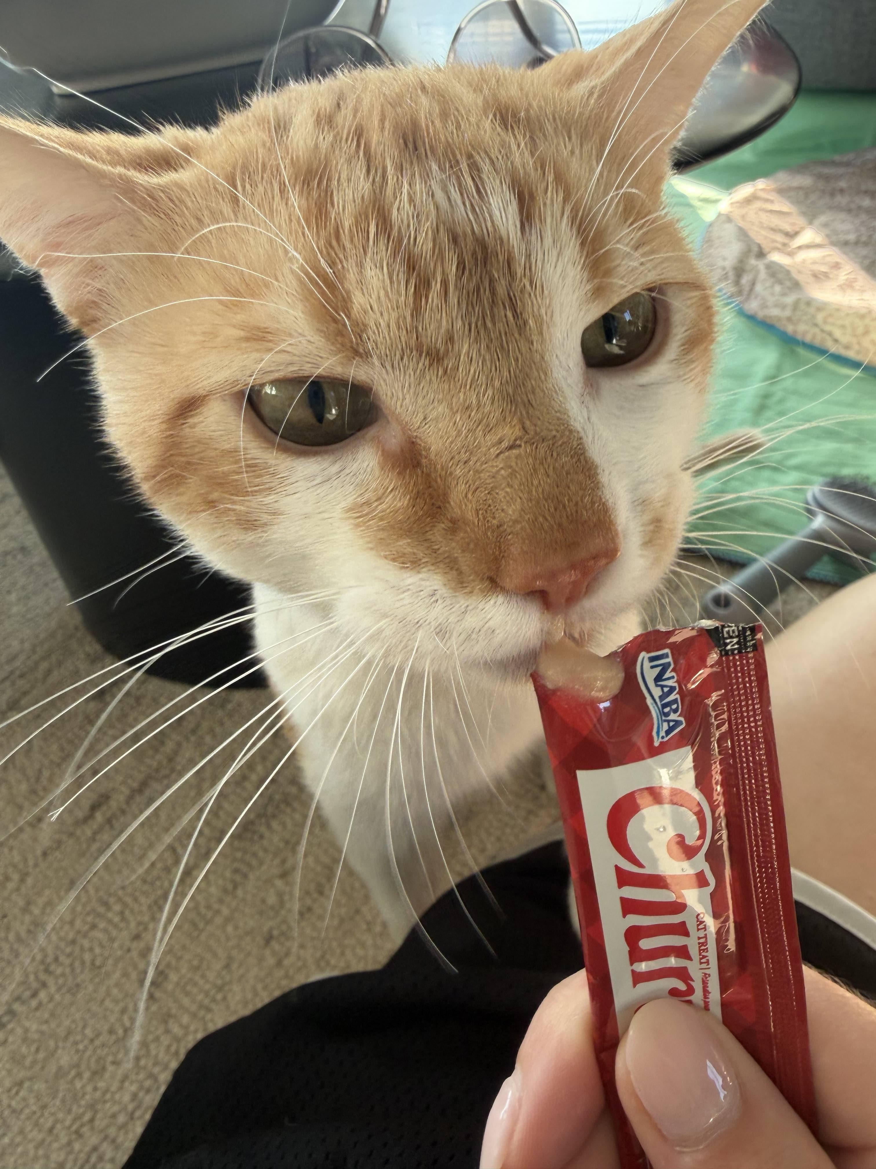 Julius, a ADOPTABLE Domestic Short Hair in New York, NY image 2/6