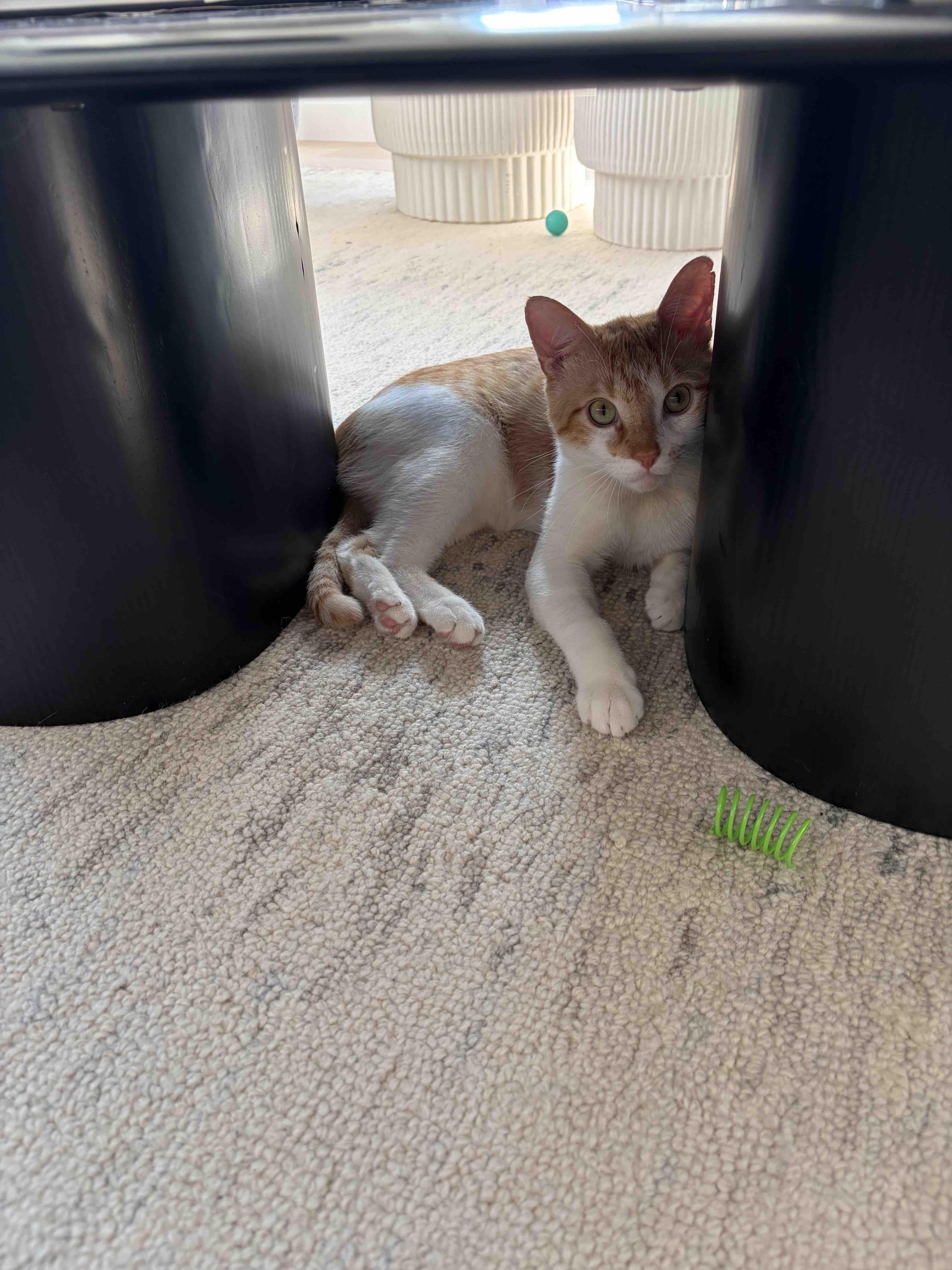 Julius, a ADOPTABLE Domestic Short Hair in New York, NY image 3/6