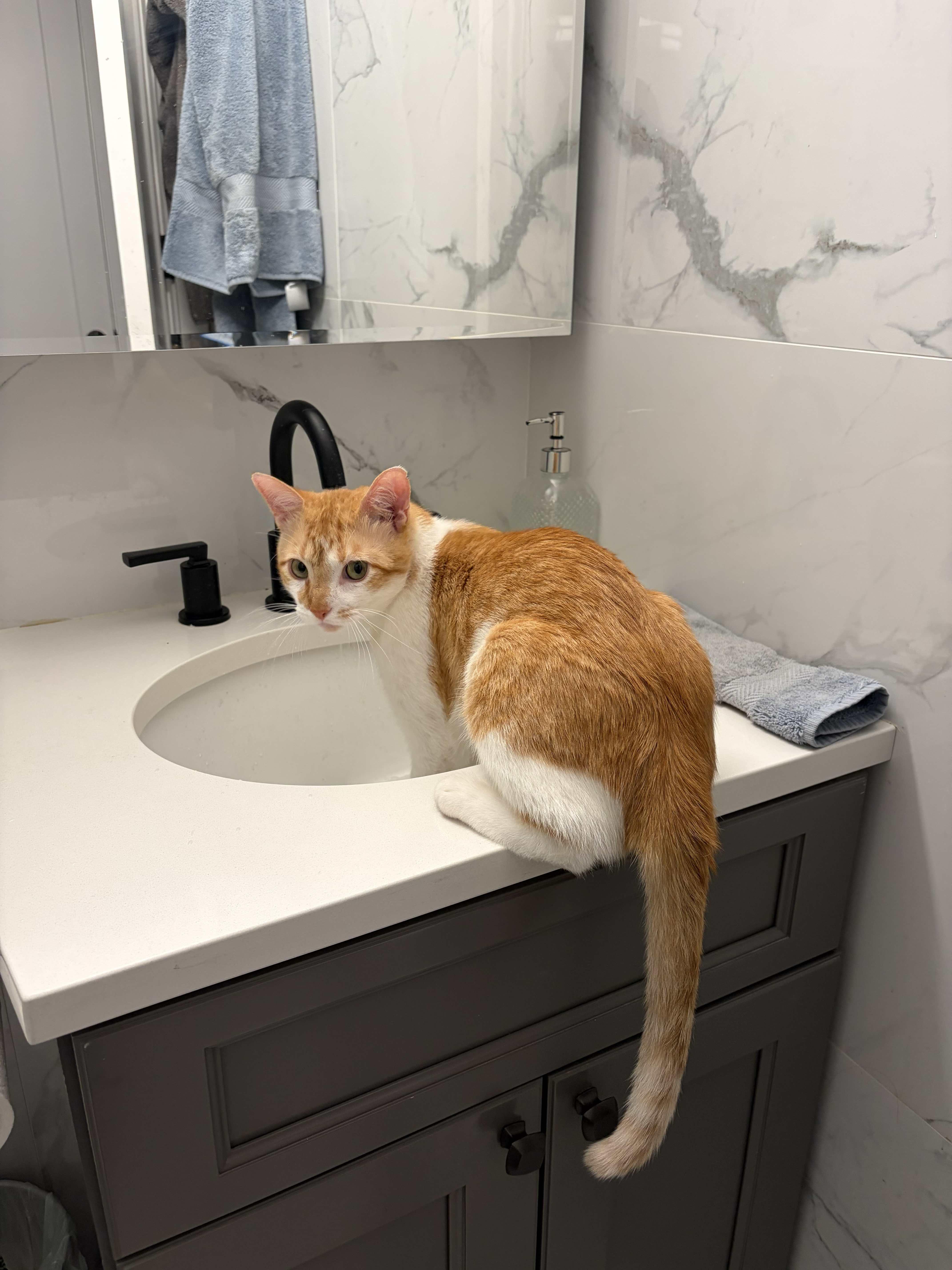 Julius, a ADOPTABLE Domestic Short Hair in New York, NY image 5/6