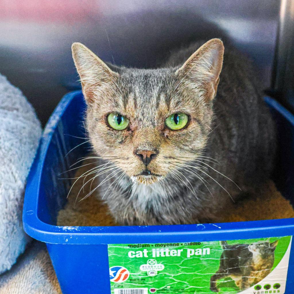 Alice, Adoptable, Adult Female Domestic Short Hair.