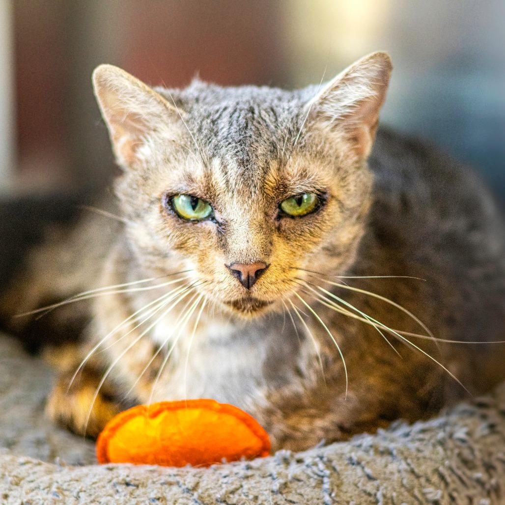 Enlarge Alice, a Adoptable Domestic Short Hair in Wilmington, DE image 3/3