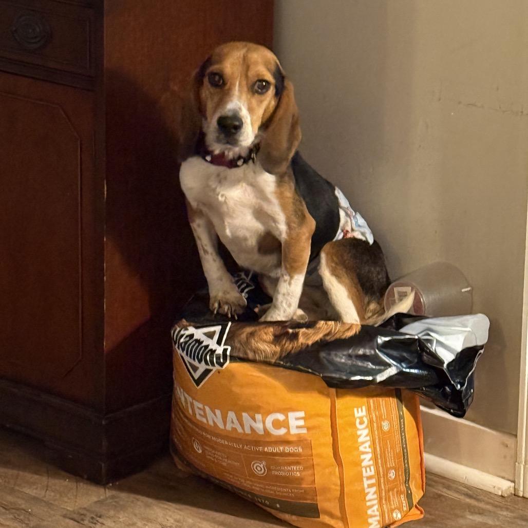 Atlanta Beagle Rescue (@AtlantaBeagleRescue) • Facebook, image size:1028x1028