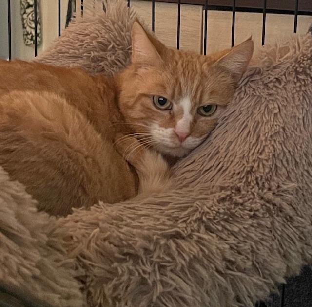 Isabella, Adopted, Adult Female Domestic Short Hair.