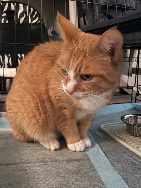 Enlarge Isabella, a Adopted Domestic Short Hair in East hartford, CT image 2/6