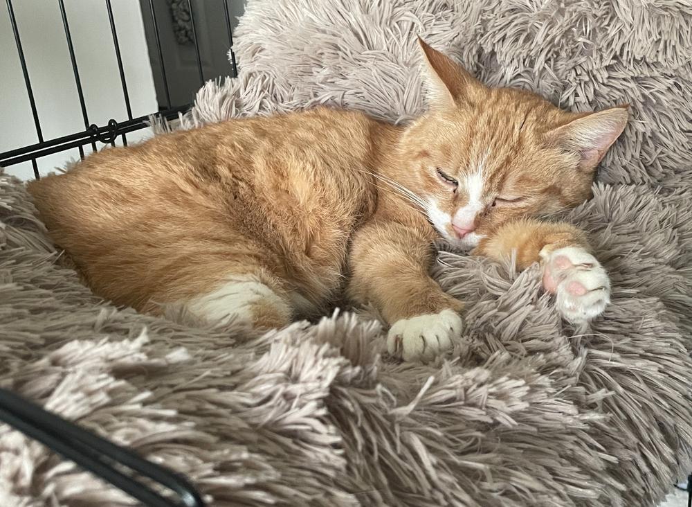 Enlarge Isabella, a Adopted Domestic Short Hair in East hartford, CT image 3/6