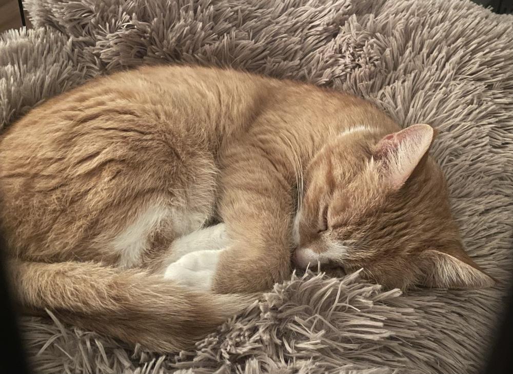 Enlarge Isabella, a Adopted Domestic Short Hair in East hartford, CT image 4/6