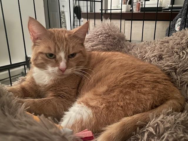 Enlarge Isabella, a Adopted Domestic Short Hair in East hartford, CT image 5/6