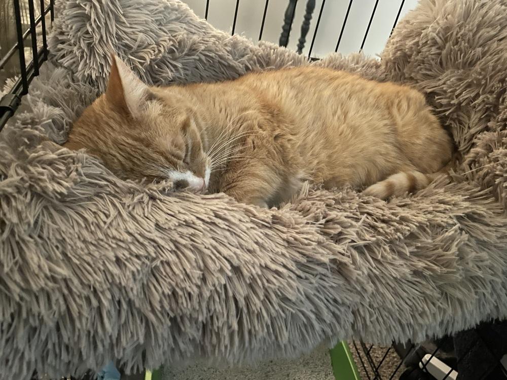 Enlarge Isabella, a Adopted Domestic Short Hair in East hartford, CT image 6/6