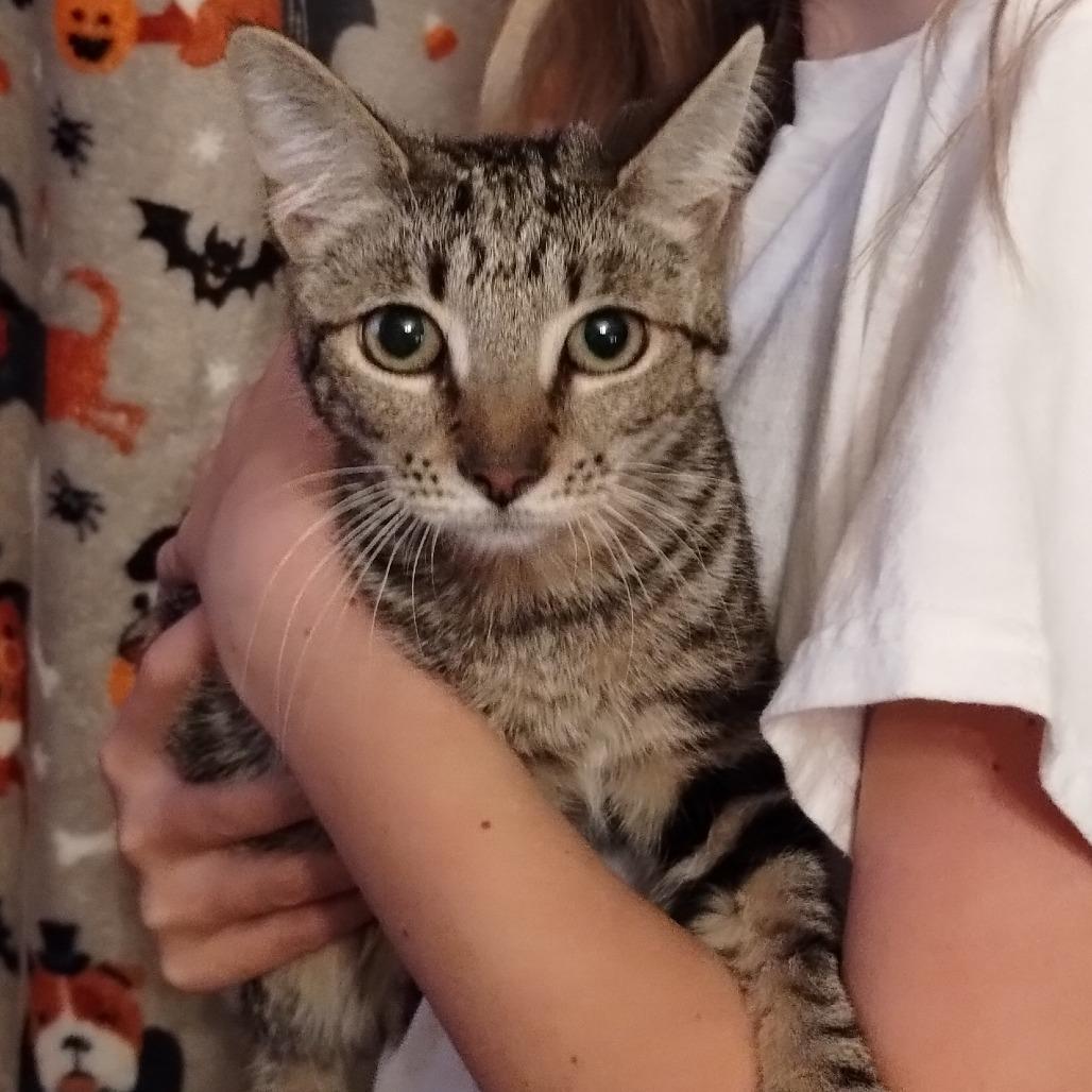 Enlarge Chips, a Adoptable Domestic Short Hair in Ferndale, WA image 1/3