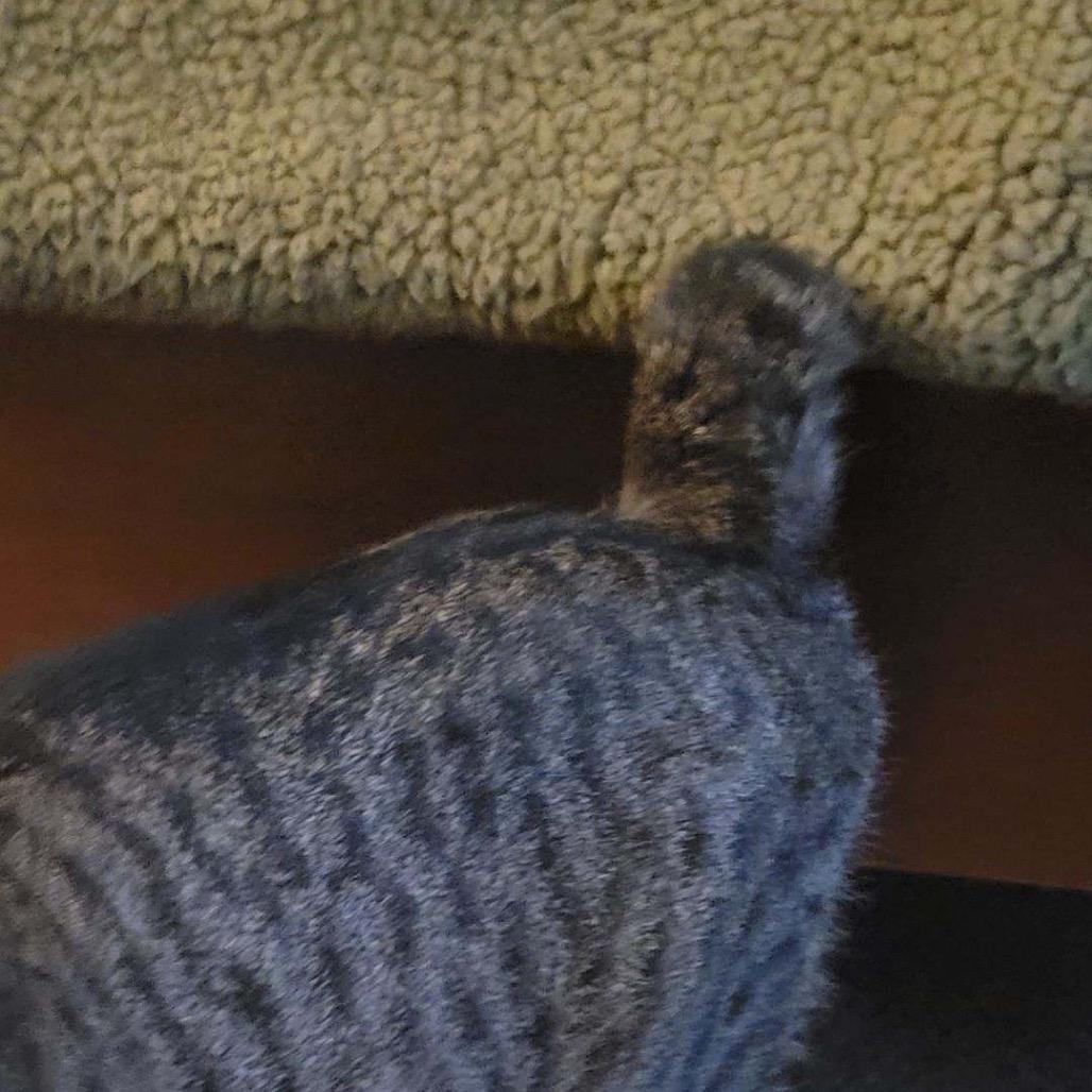 Enlarge Chips, a Adoptable Domestic Short Hair in Ferndale, WA image 2/3