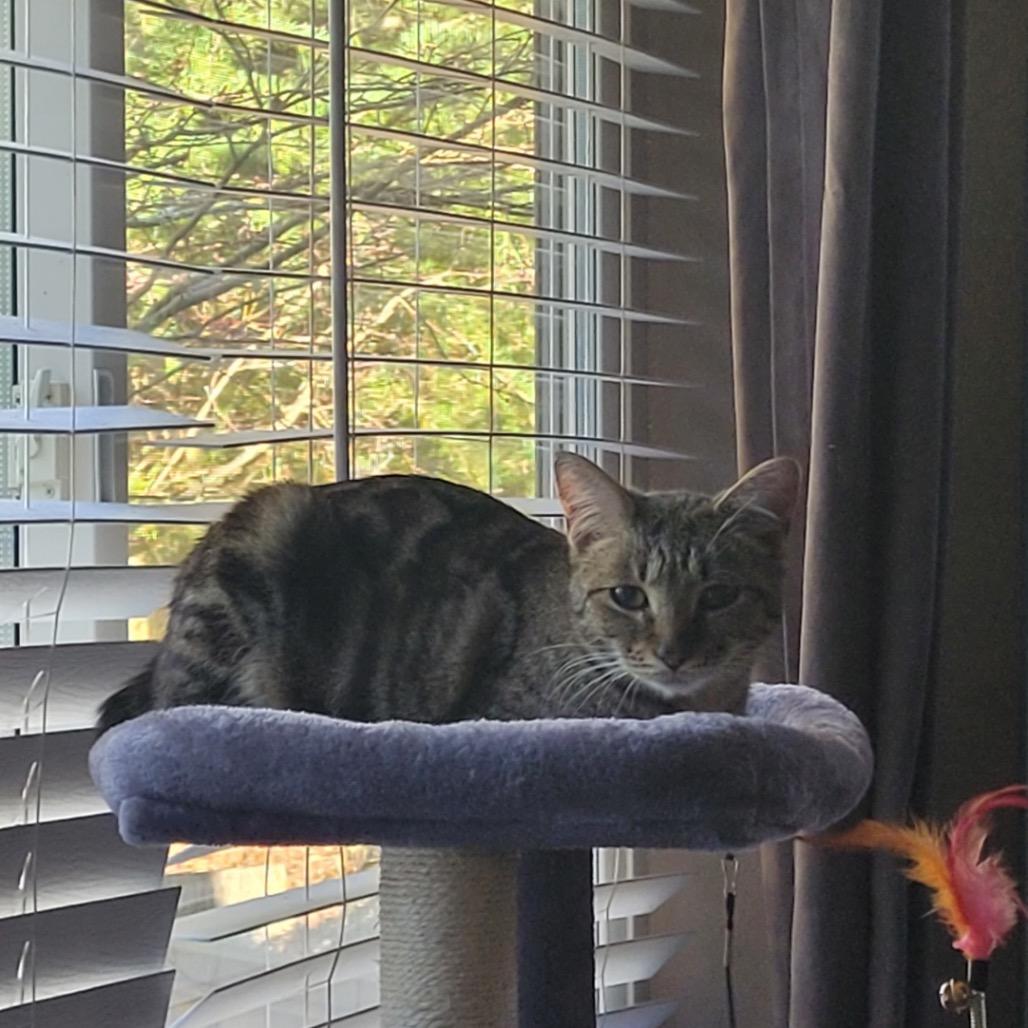 Enlarge Chips, a Adoptable Domestic Short Hair in Ferndale, WA image 3/3