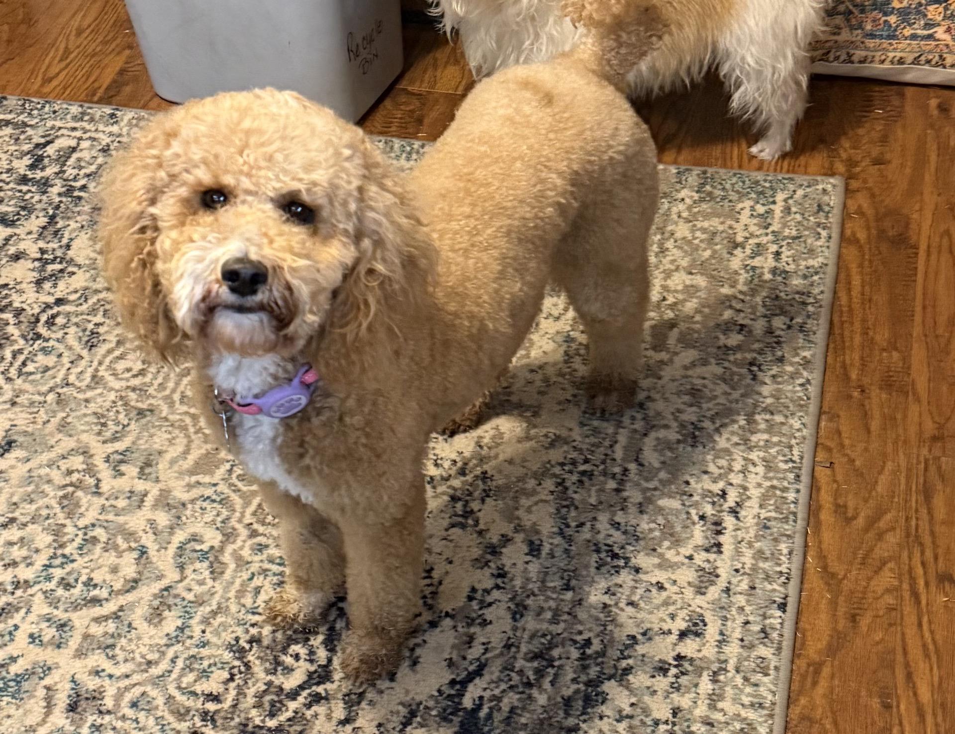 Lorelei, Adoptable, Young Female Cockapoo.