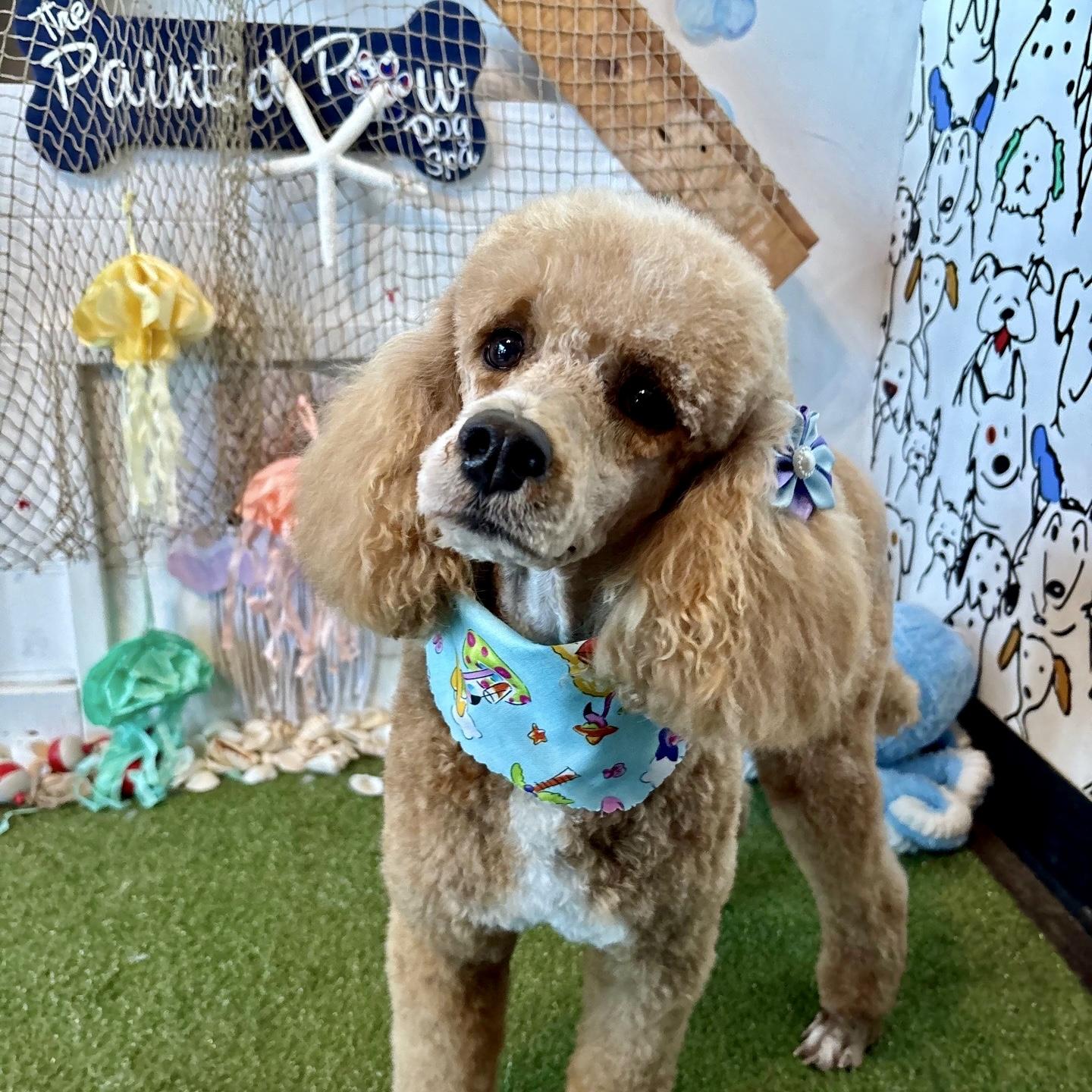 Enlarge Lorelei, a Adoptable Cockapoo in Broken Arrow, OK image 1/3