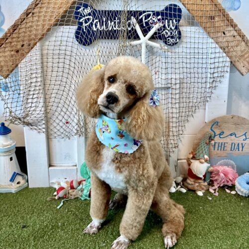Enlarge Lorelei, a Adoptable Cockapoo in Broken Arrow, OK image 2/3