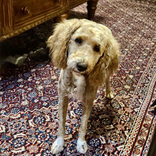 Lorelei, Adoptable, Young Female Miniature Poodle & Mixed Breed.