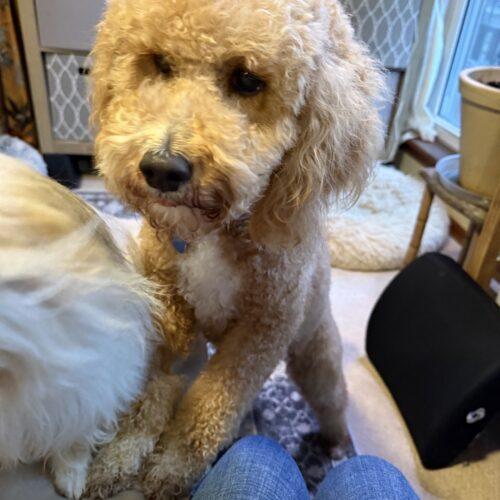 Lorelei, a Adoptable mixed breed in Broken Arrow, OK image 2/5